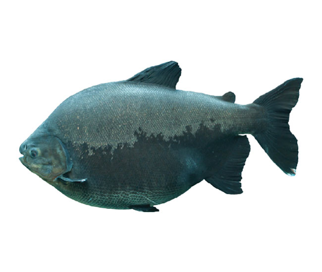 Black Pacu | Layton Aquarium & Wildlife Encounters