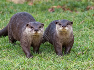 ASIAN SMALL CLAWED OTTER 1 300x225