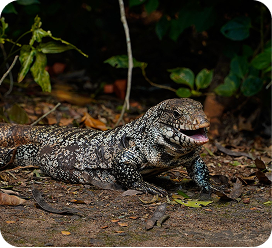 Argentine Red Tegu