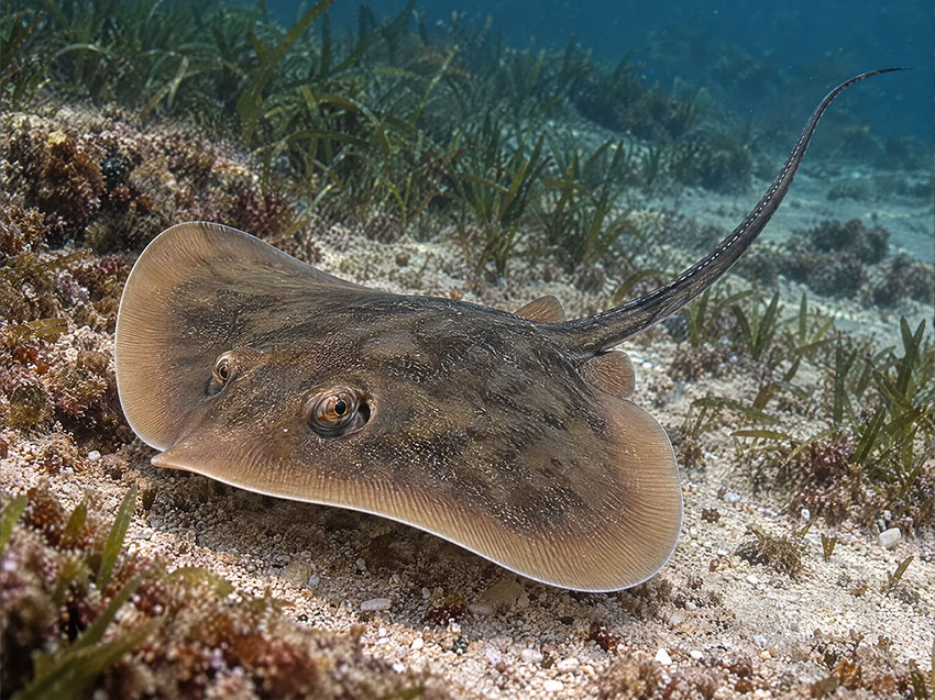 Sting Rays