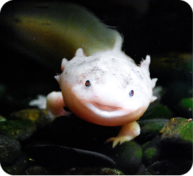 Axolotl