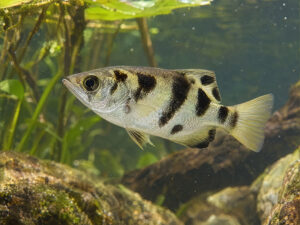 BANDED ARCHERFISH 300x225