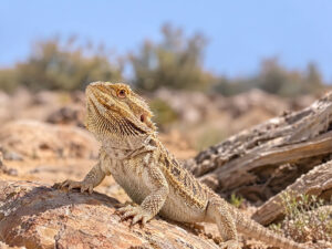 BEARDED DRAGONS lizard 300x225