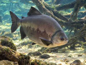 BLACK PACUS 300x225
