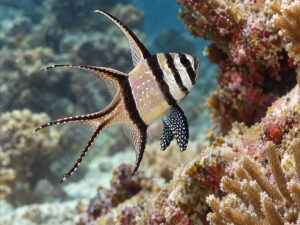Banggai Cardinalfishs 300x225