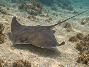 Bat Rays 300x225