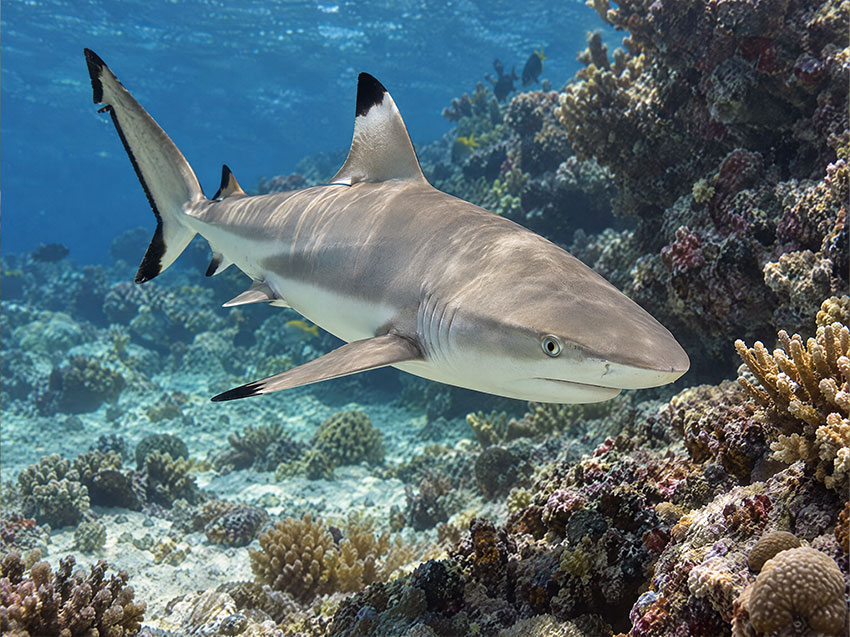 Sharks