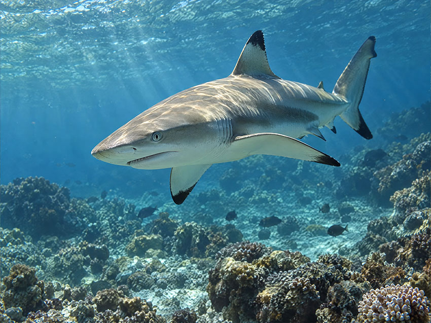 Blacktip Reef Shark