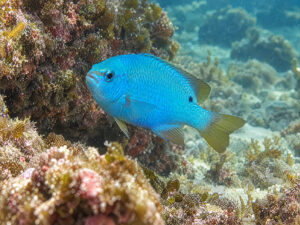 Blue Damselfish 300x225