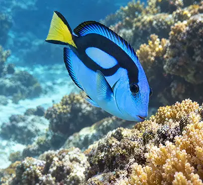 Blue Tang 1