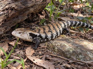 Blue Tongued Skinks 1 300x225
