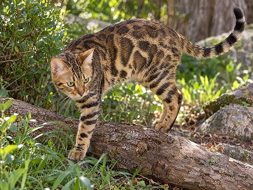 Bengal Cats