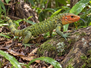 Caiman Lizards 300x225