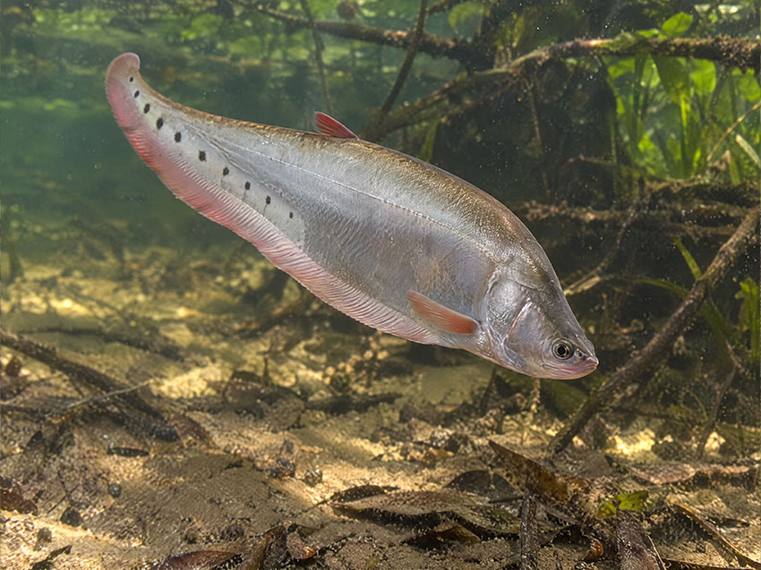 Clown Knifefish in a Southeast Asian freshwater habitat