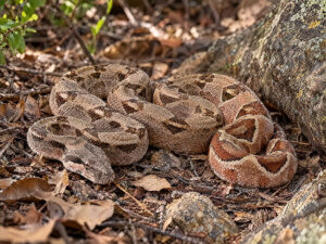 Common Boa 300x225