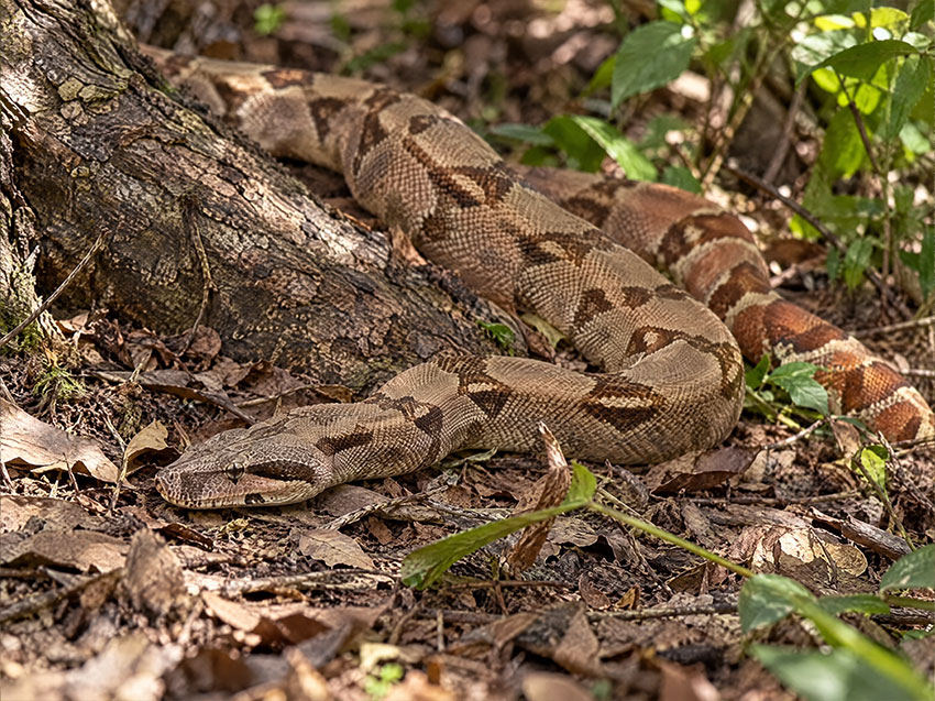 Common Boa in tropical habitat