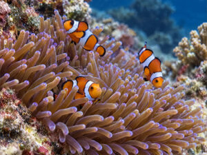 Fish in Anemone 300x225