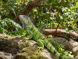Green Iguanas 300x225