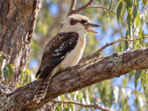 KOOKABURRA 300x225