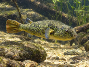 MBU PUFFERFISHS 1 300x225
