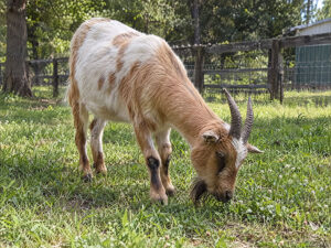 Nigerian Dwarf Goat 300x225
