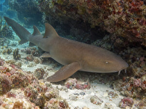 Nurse Shark 300x225