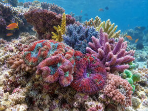 Ocean Corals 300x225