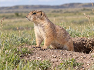 PRAIRIE DOGS 300x225