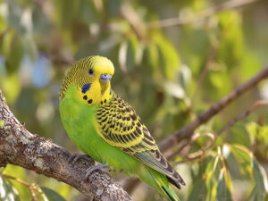 Parakeet in tree 300x225