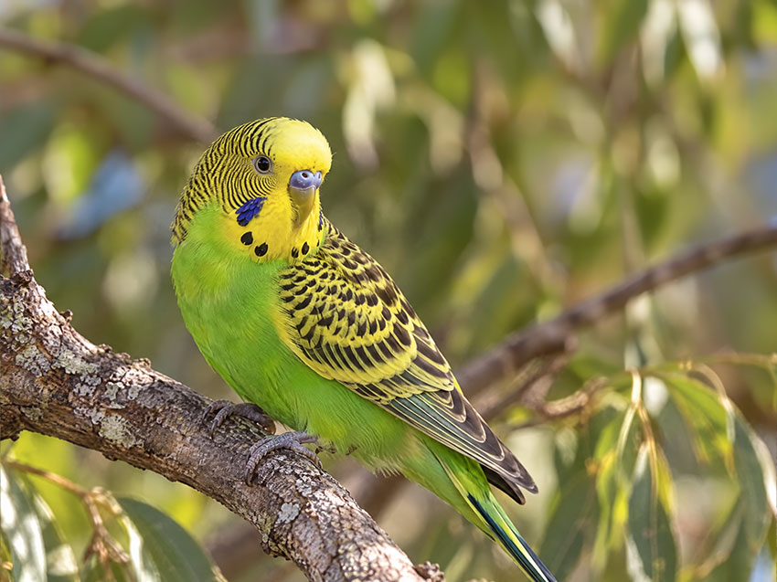 Parakeets