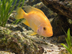 Red Devil Cichilds 300x225