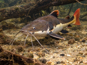 Red Tailed Catfishs 300x225