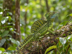 Sailfin Lizards Predator 300x225