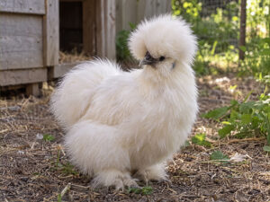 Silkie Chickens 300x225