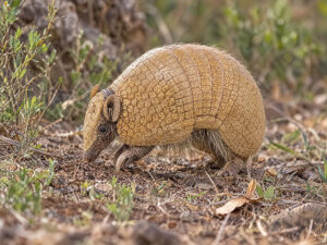 Three Banded Armadillo 300x225