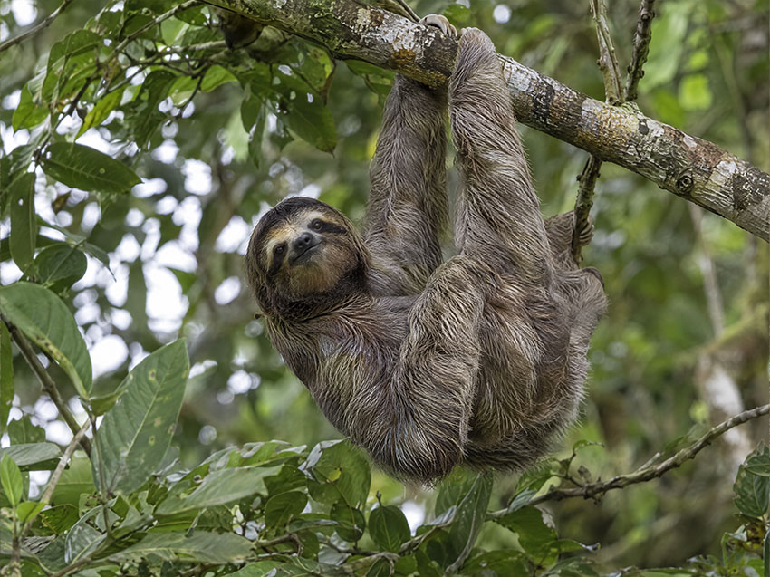 Two-Toed Sloth range and habitat