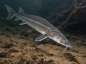 White Sturgeons 300x225