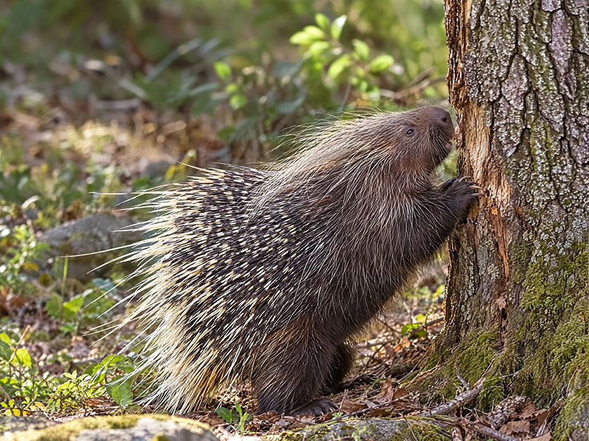 African Crested Porcupine with raised quills