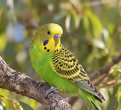 Parakeet