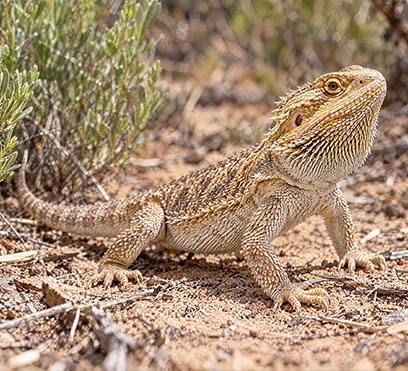 Reptiles