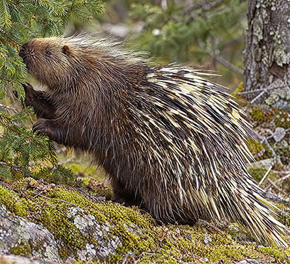 Wild life