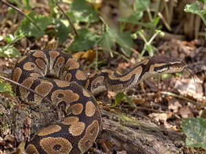 Ball pythons 300x225